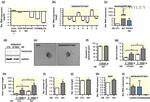 GAPDH Antibody in Western Blot (WB)