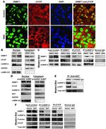 BTRC Antibody