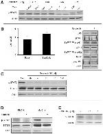 IL-6 Receptor Antibody in Western Blot (WB)