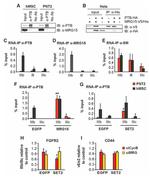 PTBP1 Antibody in Immunoprecipitation (IP)