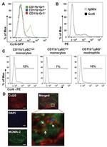 Ly-6G/Ly-6C Antibody in Flow Cytometry (Flow)