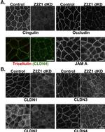 Claudin 3 Antibody in Immunocytochemistry (ICC/IF)