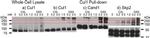 Cullin 1 Antibody in Western Blot (WB)