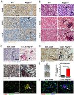 TER-119 Antibody in Immunocytochemistry, Immunohistochemistry (ICC/IF, IHC)