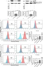 CD144 (VE-cadherin) Antibody in Flow Cytometry (Flow)