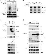 Cullin 2 Antibody in Western Blot (WB)