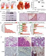 F4/80 Antibody in Immunohistochemistry, Immunohistochemistry (Paraffin) (IHC, IHC (P))