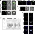 Nanog Antibody in Immunocytochemistry (ICC/IF)