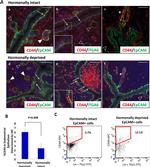 CD44 Antibody in Immunohistochemistry, Flow Cytometry (IHC, Flow)