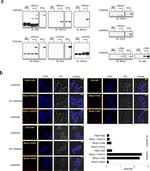 HDAC2 Antibody in Immunoprecipitation (IP)