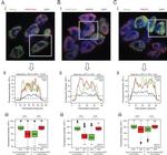 Nanog Antibody in Immunocytochemistry (ICC/IF)