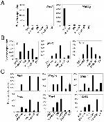 CD309 (FLK1) Antibody in Flow Cytometry (Flow)