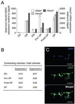 CD309 (FLK1) Antibody in Flow Cytometry (Flow)