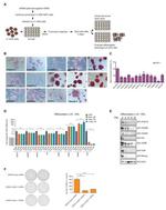 SSEA1 Antibody in Flow Cytometry (Flow)