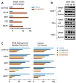 TXNIP Antibody in Western Blot (WB)