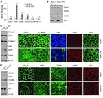 MARVELD2 Antibody in Immunocytochemistry, Immunohistochemistry (ICC/IF, IHC)