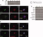 E-Cadherin Antibody in Western Blot (WB)