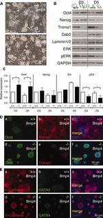 E-Cadherin Antibody in Immunocytochemistry (ICC/IF)