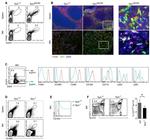 TER-119 Antibody in Flow Cytometry (Flow)