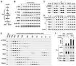 TSC1 Antibody in Immunoprecipitation (IP)