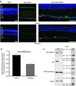 ATP Synthase beta Antibody in Western Blot (WB)