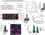 CD3e Antibody in Immunohistochemistry (IHC)