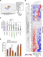 CD31 (PECAM-1) Antibody in Flow Cytometry (Flow)