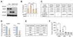 Metadherin Antibody in Western Blot (WB)