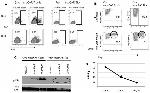 IFN gamma Antibody in Flow Cytometry (Flow)