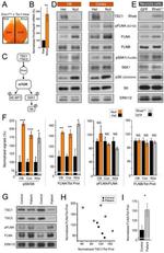 RHEB Antibody in Western Blot (WB)