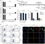 SSEA1 Antibody in Flow Cytometry (Flow)