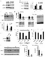 LAMP-2A Antibody in Western Blot (WB)