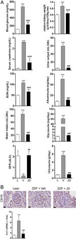 Cannabinoid Receptor 1 Antibody