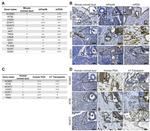 GCNT3 Antibody in Immunohistochemistry (IHC)