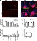 CD45R Antibody in Immunohistochemistry (IHC)