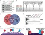 ESRP2 Antibody in Western Blot (WB)