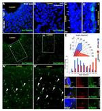 Acetyl-alpha Tubulin (Lys40) Antibody in Immunohistochemistry (IHC)