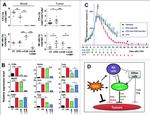 NK1.1 Antibody in Flow Cytometry (Flow)