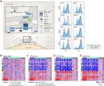 TNF alpha Antibody in Flow Cytometry (Flow)