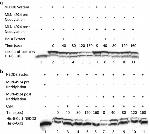 NEDD8 Antibody in Western Blot (WB)