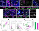 MHC Class II (I-A/I-E) Antibody in Flow Cytometry (Flow)