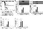 Granzyme B Antibody in Western Blot (WB)