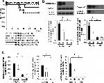 Granzyme B Antibody in Western Blot (WB)