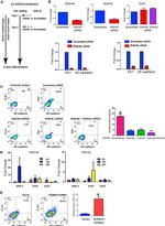 CD144 (VE-cadherin) Antibody in Flow Cytometry (Flow)