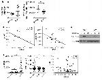 CD14 Antibody in Flow Cytometry (Flow)