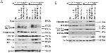 Blimp-1 Antibody in Western Blot (WB)