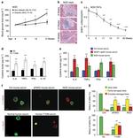 IL-1 beta Antibody in ELISA (ELISA)