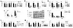 BrdU Antibody in Immunocytochemistry (ICC/IF)