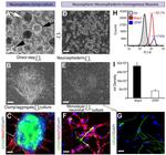 GFAP Antibody in Flow Cytometry (Flow)