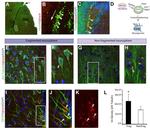 GFAP Antibody in Immunocytochemistry (ICC/IF)